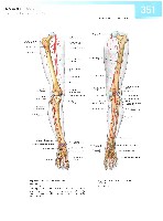 Sobotta  Atlas of Human Anatomy  Trunk, Viscera,Lower Limb Volume2 2006, page 358